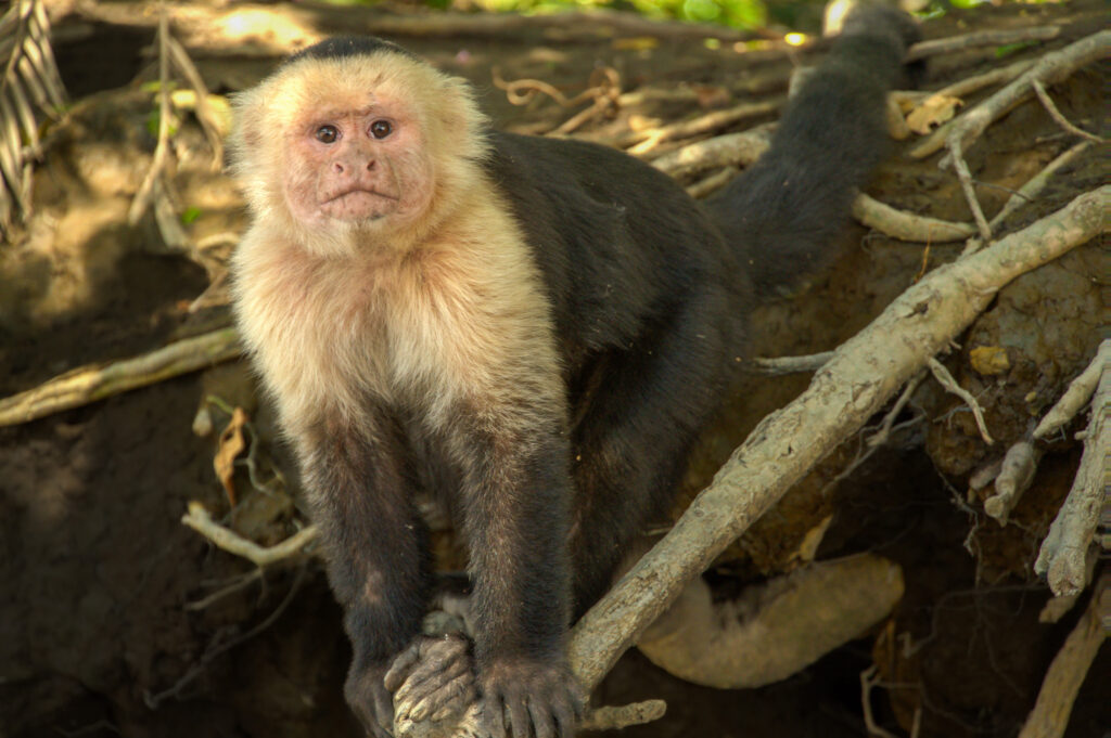 costa rica wildlife